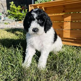 Goldendoodle and Sheepadoodle Puppies from Maplesierradoodles