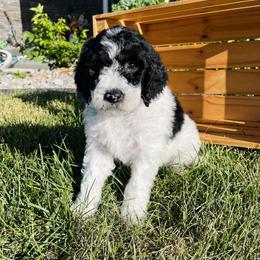 Goldendoodle and Sheepadoodle Puppies from Maplesierradoodles