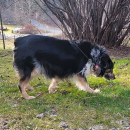 GYPSY - Miniature Australian Shepherd