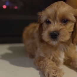 Nala - Golden female Cockapoo puppy in Palmdale, California from Pucci Pawfect