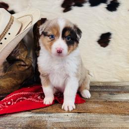 EMERY - Red merle female Australian Shepherd puppy in Durand, Wisconsin from Larson’s Legacy Aussome Aussie Kennels