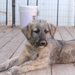 Bear - Wheaten and brindle male Irish Wolfhound puppy in Uintah County, Utah from Bingo's Wolfhounds, Lollipop Pomskies