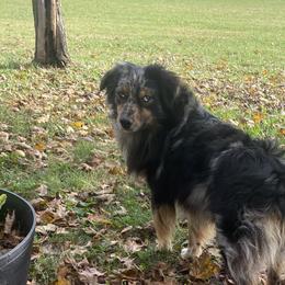 Ricky - Miniature Australian Shepherd