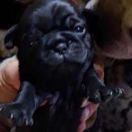 Solid Black Girl 1 - Black female Pug puppy in Gadsden, Alabama from Carla's Pugs