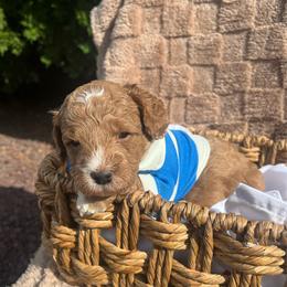 Reef - Phantom male Goldendoodle puppy in Hemet, California from Vallevistadoodles