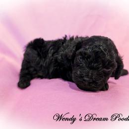 Nova's Shadow - Black female Poodle puppy in Norman, Indiana from Wendy's Poodles