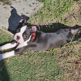Boston Terrier Puppies from I Love Pups