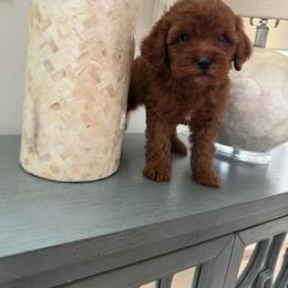 Sandy - Red  female Goldendoodle puppy in Mint Hill, North Carolina from DoodleForever