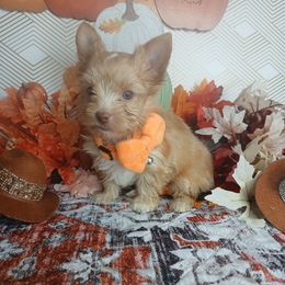MaiMon - Tan and white male Yorkshire Terrier puppy in Humble, Texas from Marnax Yorkshire Babies