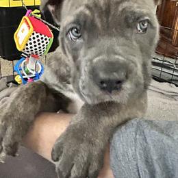 Cane Corso Puppies from Majestic Pride Cane Corso LLC