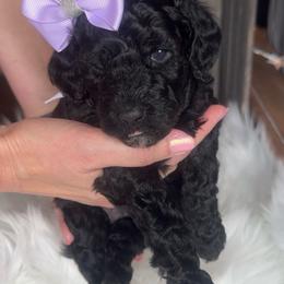 Rizzo - Black female Goldendoodle puppy in Decatur, Texas from Scherrer Sweet Goldendoodles