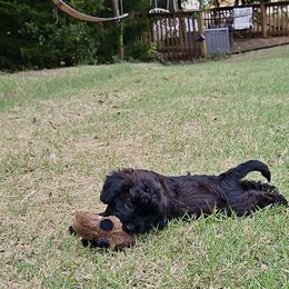 Cavapoo, Cockapoo, Goldendoodle, and Maltipoo Puppies from Perdue Puppies