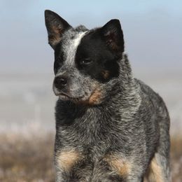 Australian Cattle Dogs from JDI Enterprises