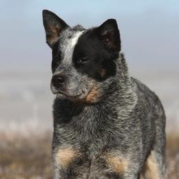 Australian Cattle Dogs from JDI Enterprises