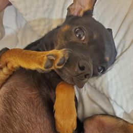 Flem Flam Floppidy Floop - Chihuahua