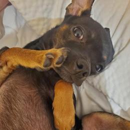 Flem Flam Floppidy Floop - Chihuahua