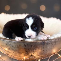 Tinklerbell - Black tri-color female Australian Shepherd puppy in Statesville, North Carolina from Charming Australian Shepherds