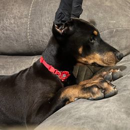 Doberman Pinscher puppies from Morningstar Kennel