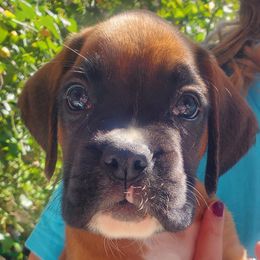 Ginger - Fawn Boxer puppy in Evans, Georgia from Kimberly's Boxers