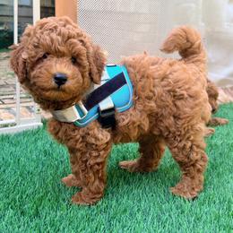 Lio - Red  male Goldendoodle puppy in Winter Springs, Florida from Lucky Heart TeddyBear Goldendoodles