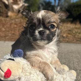 Bibbidi - Sable spotted white female Chihuahua puppy in Summerfield, Florida from Impeccable's Boutique & Ethical Breeder for the educated & discriminating ONLY