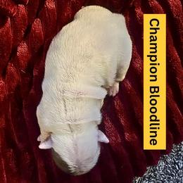 Puka Mai - Red brindle and white female Bulldog puppy in Tremonton, Utah from Snuggle Pups