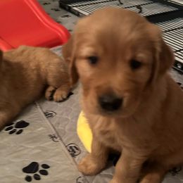 Pink Girl - Dark golden Golden Retriever puppy in Tulsa, Oklahoma from Triple J Goldens, LLC