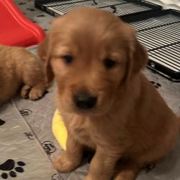 Pink Girl - Dark golden Golden Retriever puppy in Tulsa, Oklahoma from Triple J Goldens, LLC