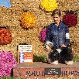 Racer - Havanese