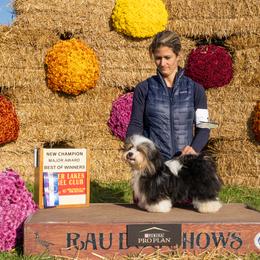 Racer - Havanese