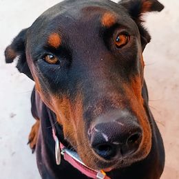 Sascha - Doberman Pinscher
