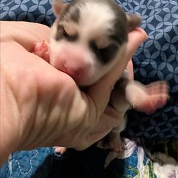 Girl 2 - Blue female Pomsky puppy in Spring Hill, Florida from www.PuppyTimeEmporium.com