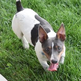 Crush - Teddy Roosevelt Terrier