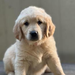 Pink Girl - Light golden female Golden Retriever puppy in Scio, Oregon from Stackhouse Family Farm