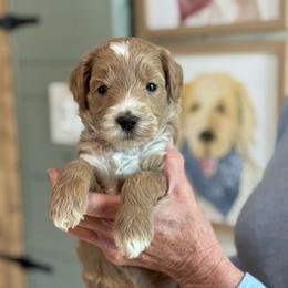 Aura - Apricot female Goldendoodle puppy in Wharton, Texas from Little Fur Friends