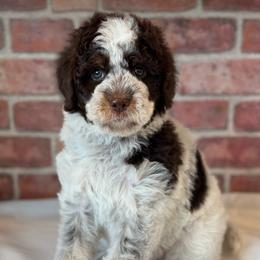 Purple - Parti female Goldendoodle puppy in Hesperia, Michigan from Red Acres Poodles & Doodles