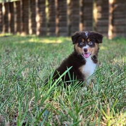 Penny - Red & white female Miniature Australian Shepherd puppy in Harlingen, Texas from GulfCoastKennels