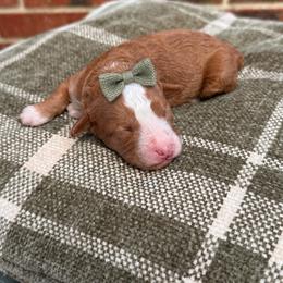 Girl 1 - Red  female Goldendoodle puppy in Nacogdoches, Texas from Designer Doodles