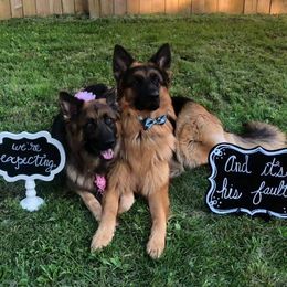 German Shepherd All Grown Up from Latti’s German Shepherds