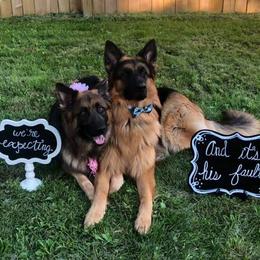 German Shepherd All Grown Up from Latti’s German Shepherds