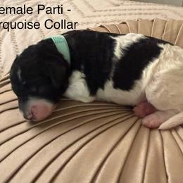 Chai - Parti female Poodle puppy in Pueblo West, Colorado from Little Paws Poodles