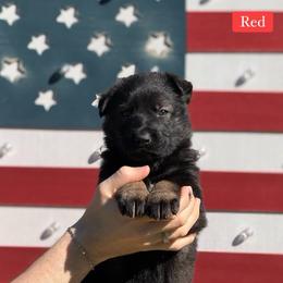 Red Collar Male - Sable male German Shepherd puppy in Louisville, Kentucky from Barrage K9