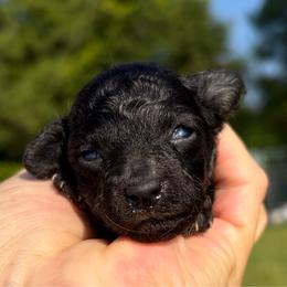 Walker - Black male Poodle puppy in Birmingham, Alabama from Stormborn