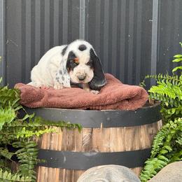 Yellow Collar Female - Black brown and white female Basset Hound puppy in Manchester, Tennessee from Middle TN Leopard Catahoulas and Middle TN Bassett Hounds