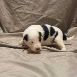 Rome - Black and white male Border Collie puppy in Lebanon, Oregon from Cahill’s Canines