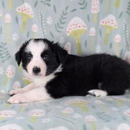 Loca - Black and white male Border Collie puppy in Chicora, Pennsylvania from Riverwood
