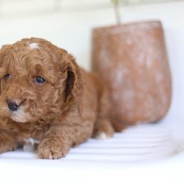 Lenny - Red  female Goldendoodle puppy in Stevens, Pennsylvania from Pebble Paws Lane