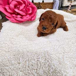 Pecan - Red  female Poodle puppy in Midway City, California from Rapture Red Poodles