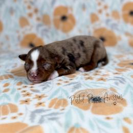 Daisy - Red merle female Toy Australian Shepherd puppy in Liberty Hill, Texas from Pistol Paws Aussies