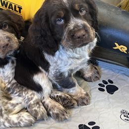 English Springer Spaniel Puppies from English Springer Spaniels at Lands Lodge